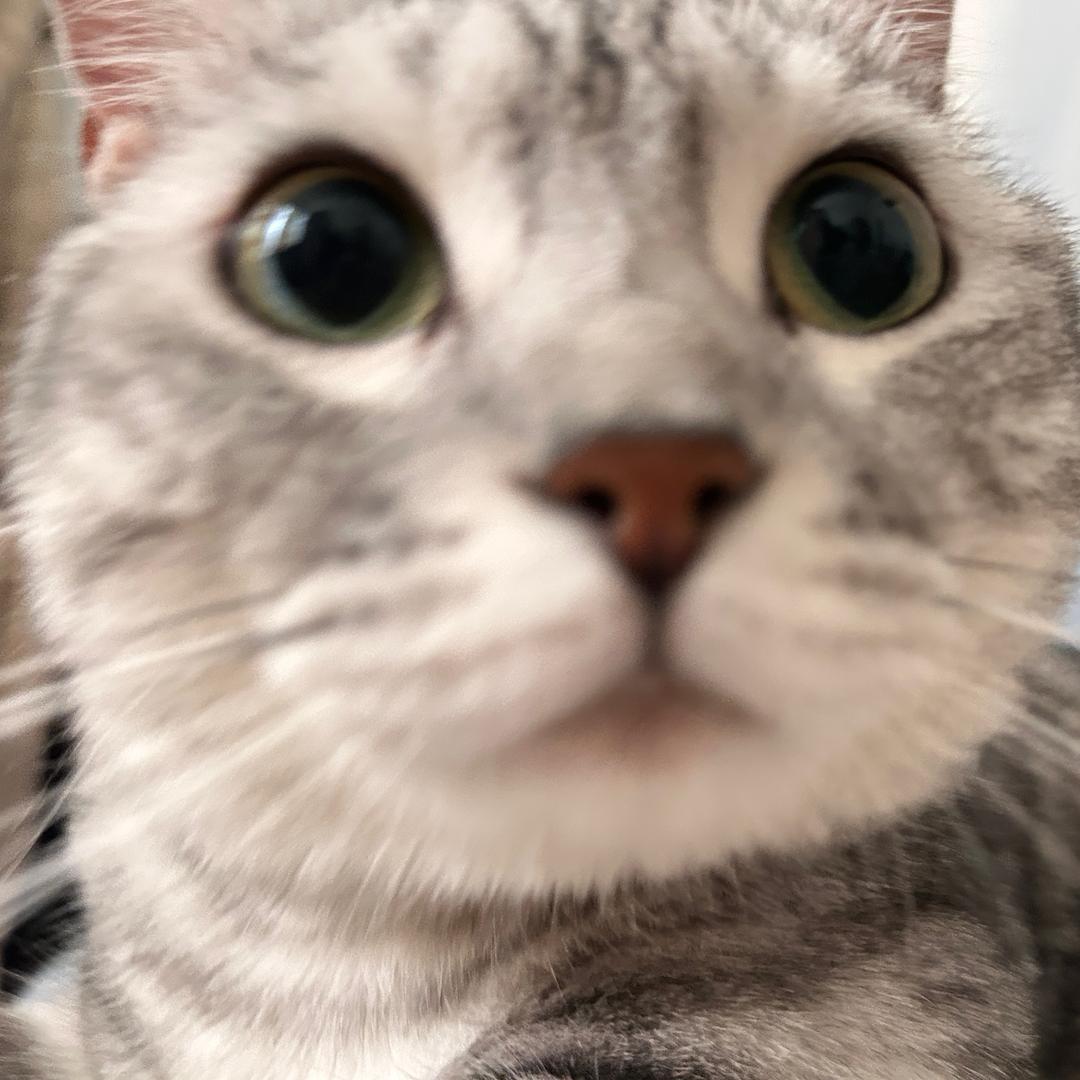 知麻白汤圆（摄影版）