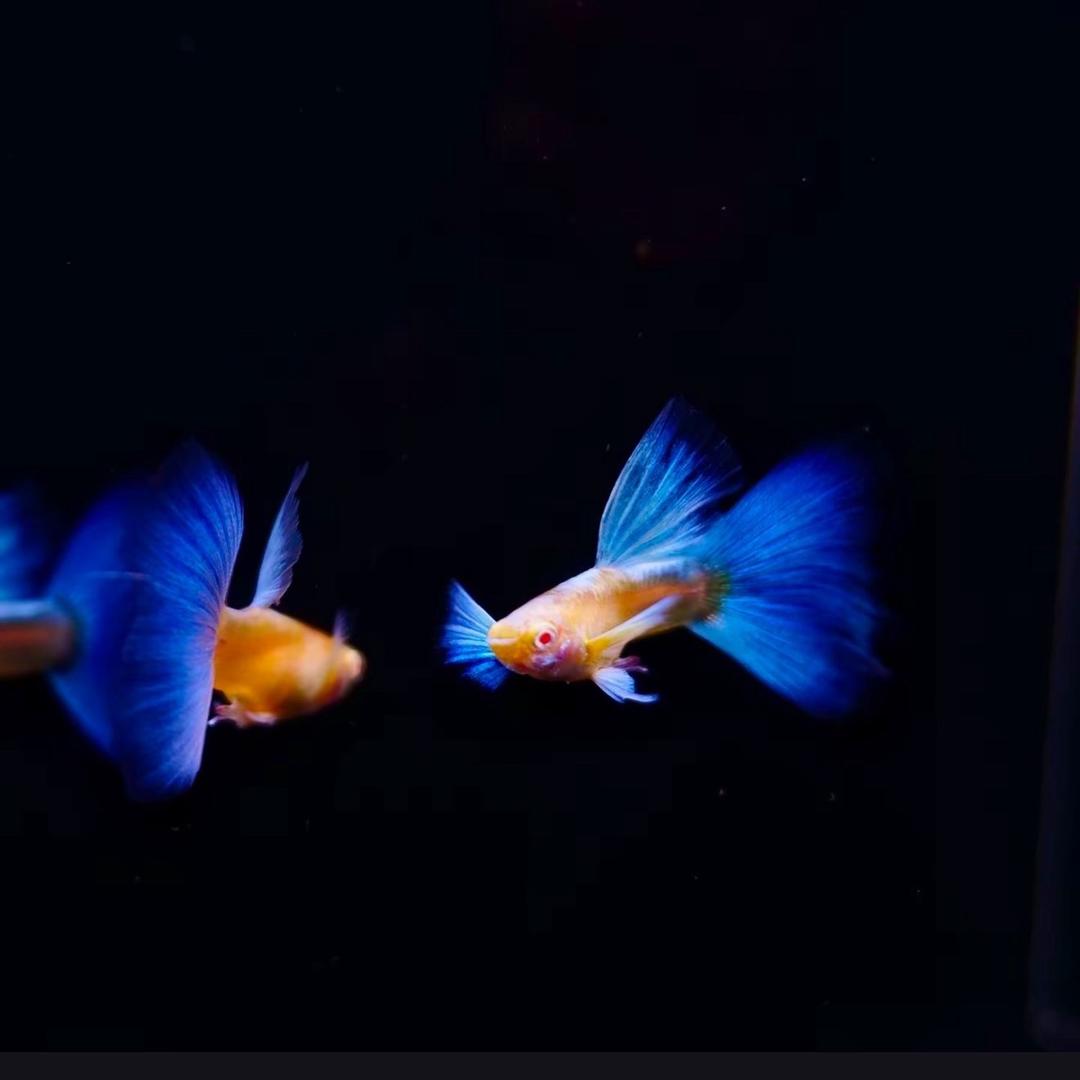 天天孔雀鱼房
