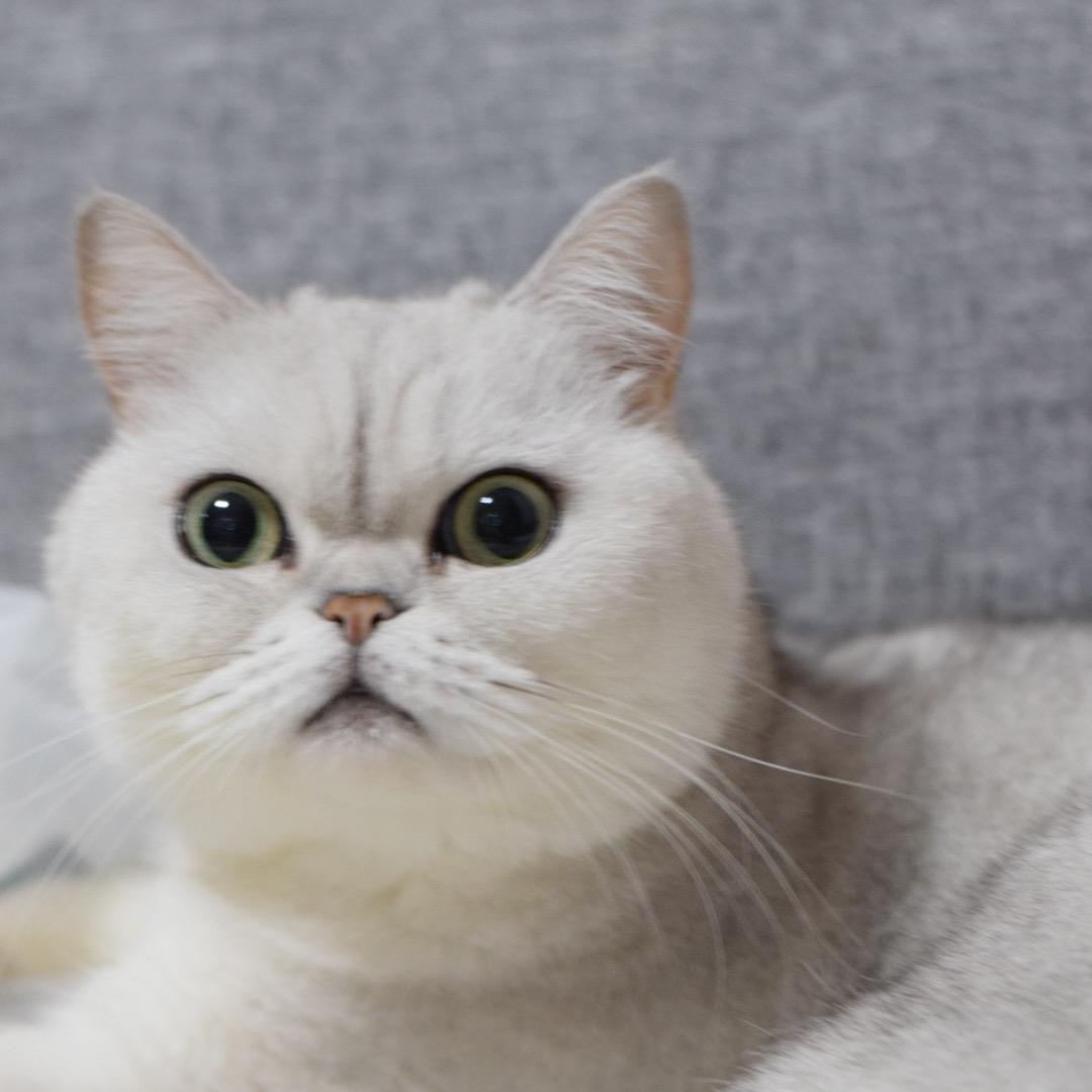 AAA最爱吃鸡蛋汉堡