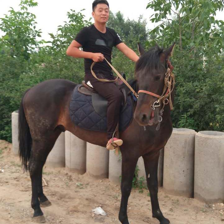 寿光鸿韵马术