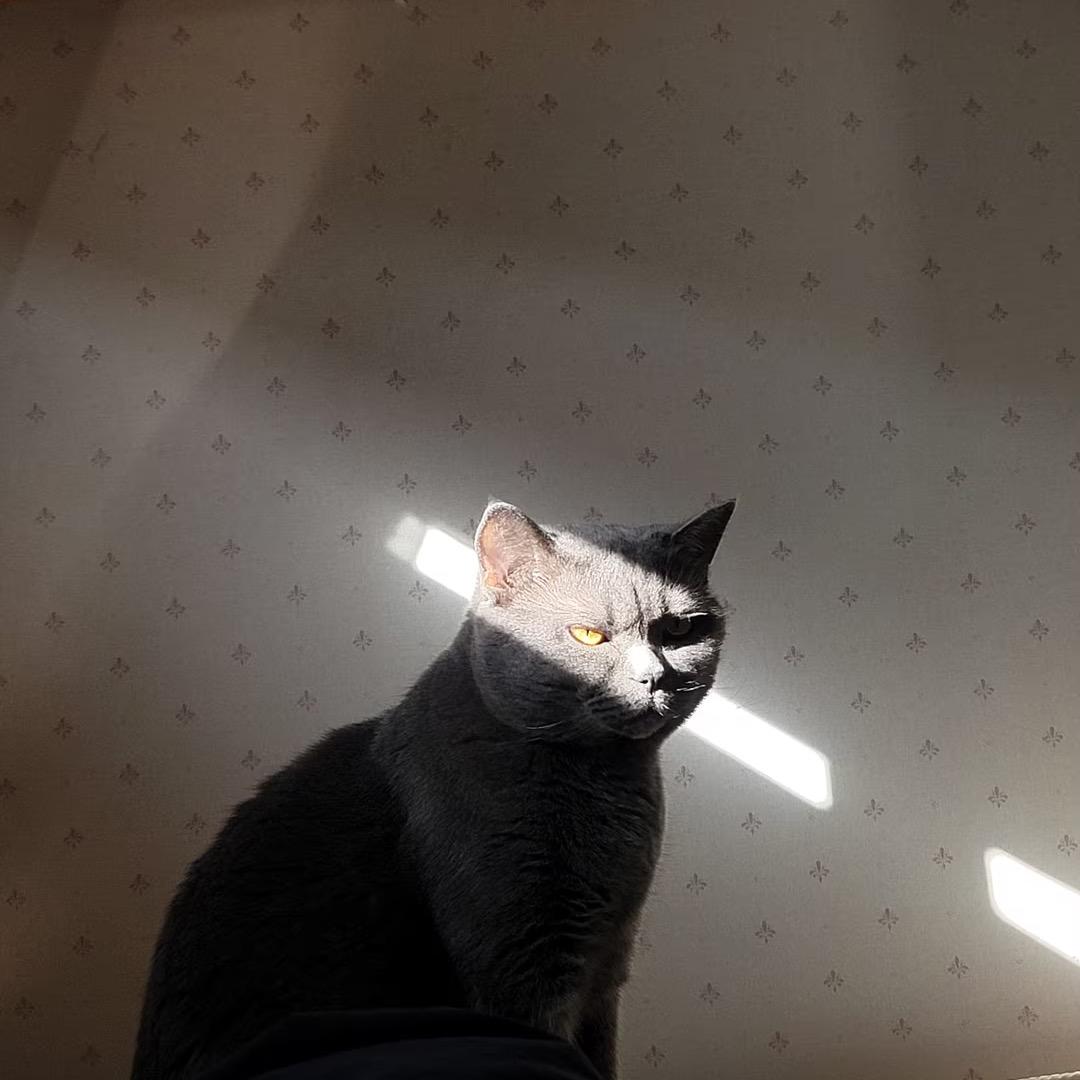 折翼の鸟人