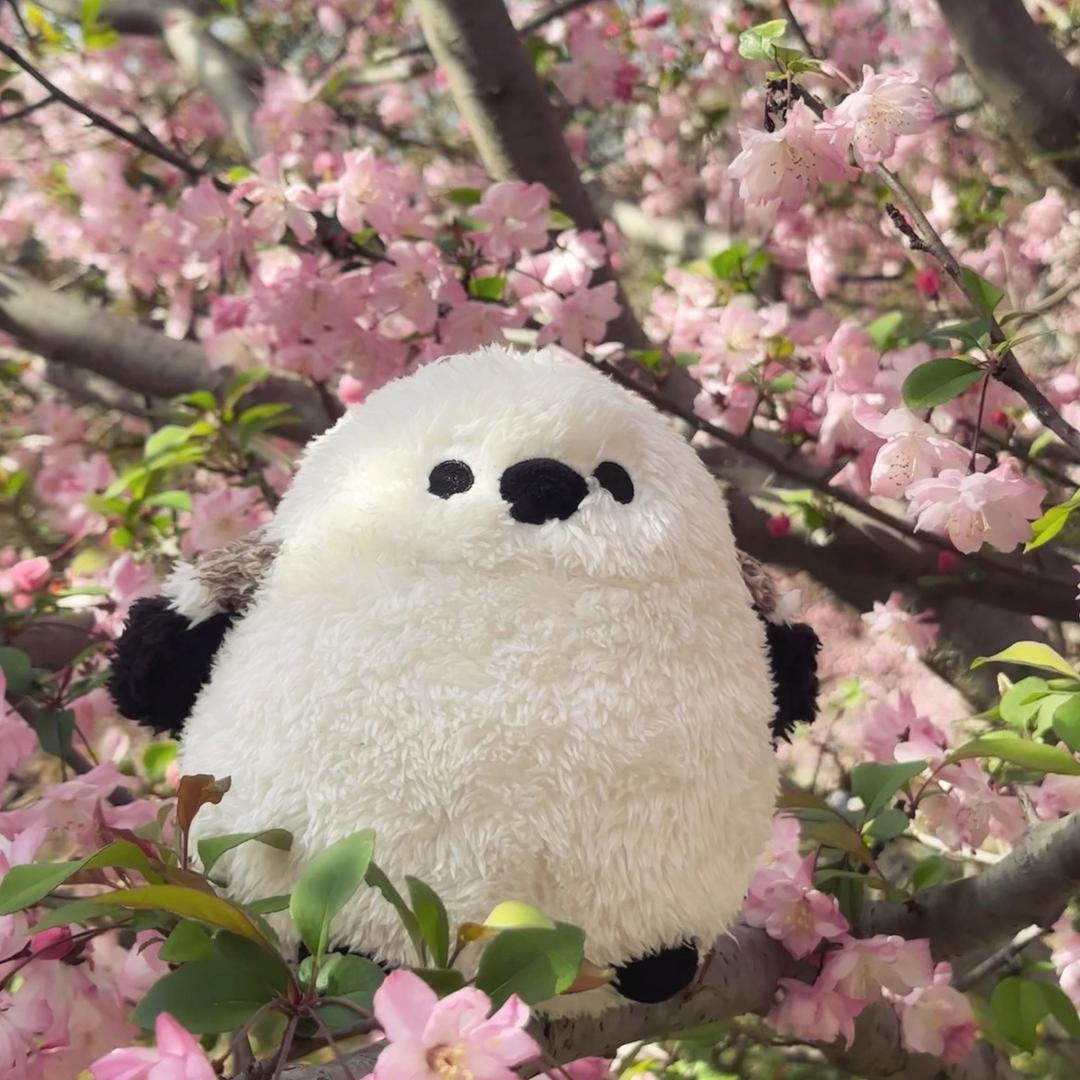 Koharu🌸