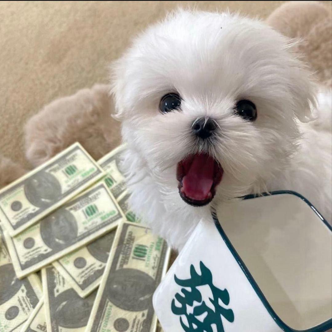 别小乔我了
