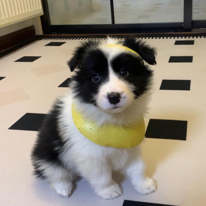 奇奇家宠物零食