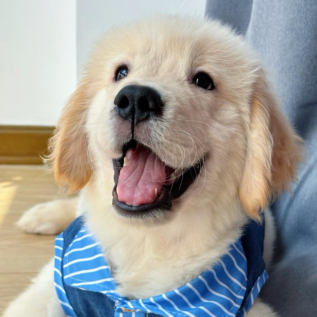 金毛（买🐶丝聊）