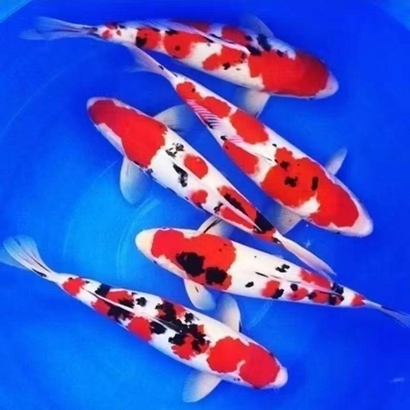 壹玖捌捌锦鲤优选产品