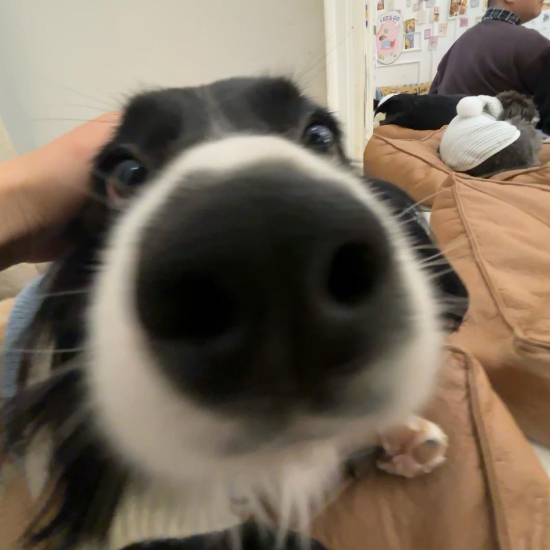 萝卜炖洋芋、马铃薯、土豆、Potato