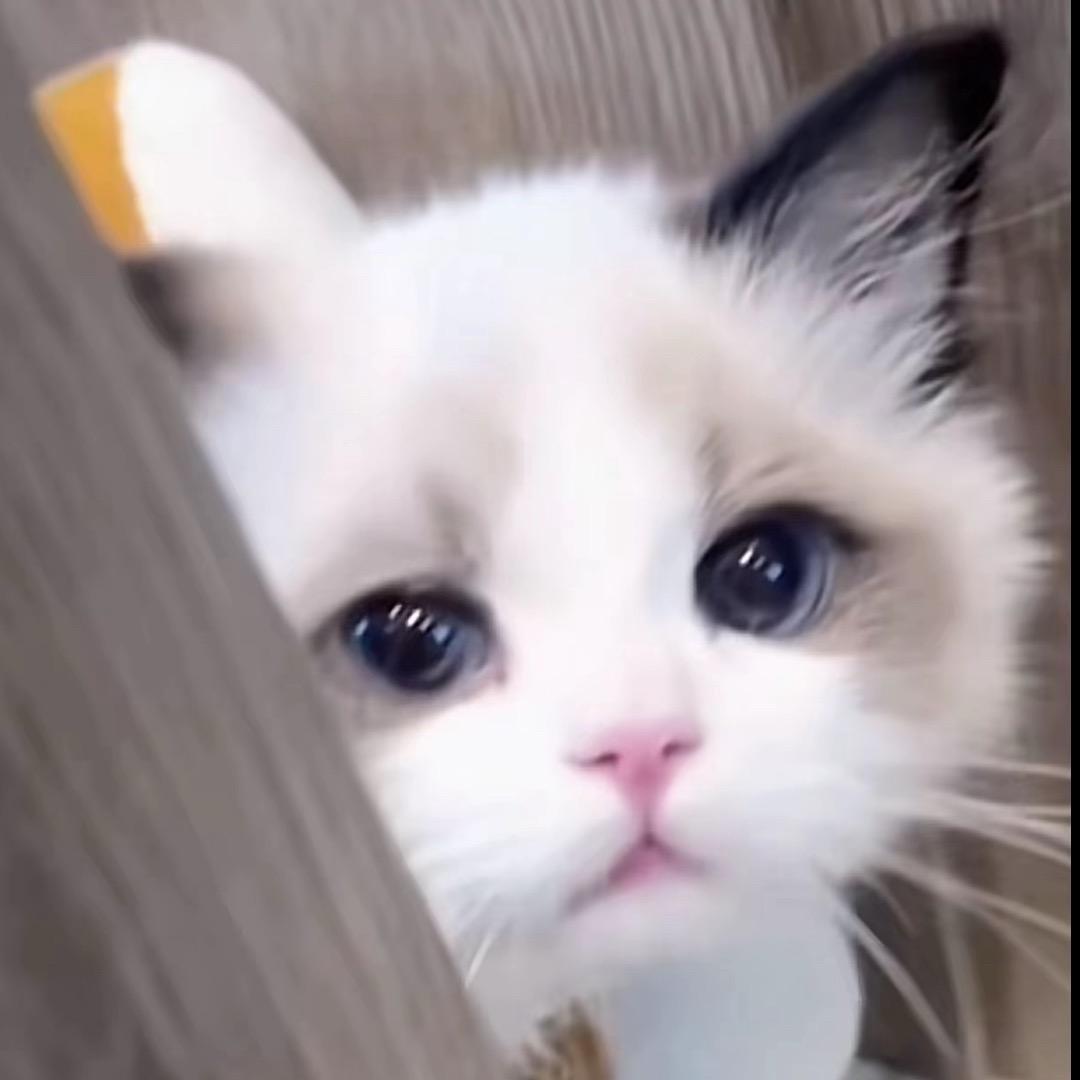 S-fovik-h        🪳