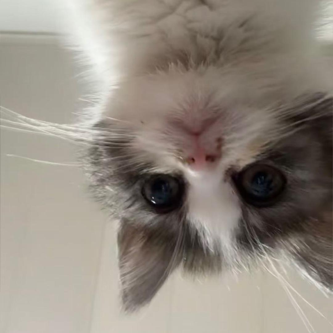 M1mple（😘CSL版）