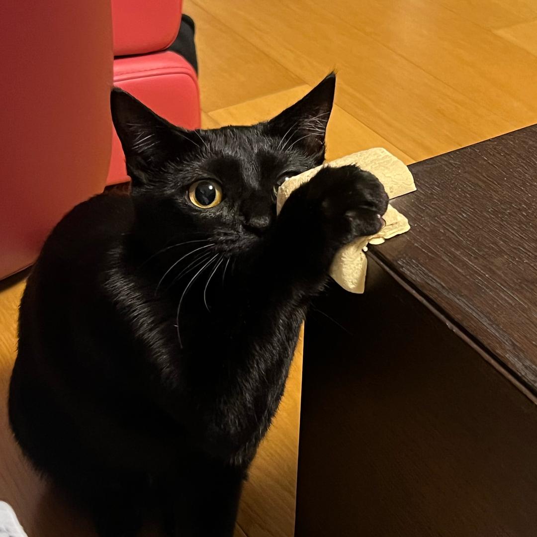 橘子🍊黑猫🐈‍⬛