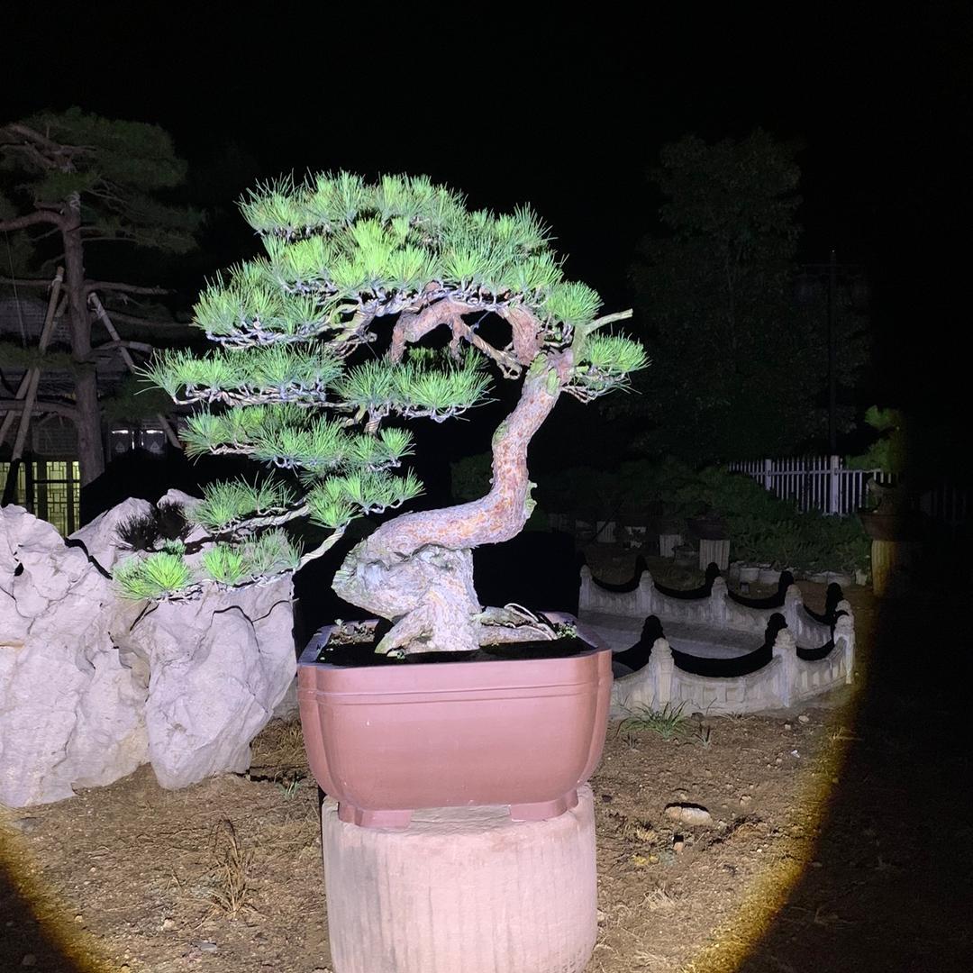 怡心园松柏盆景