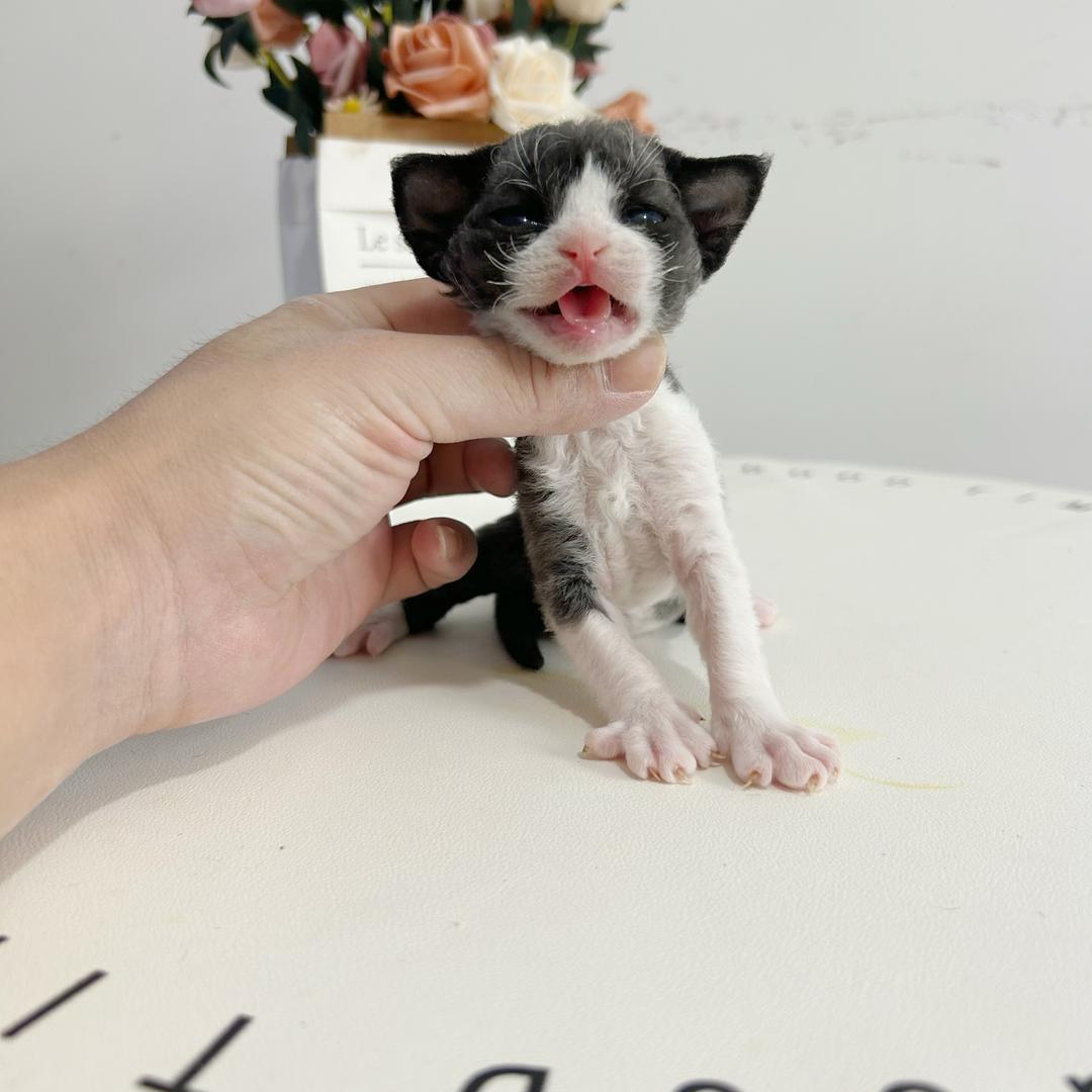 多多德文卷毛猫