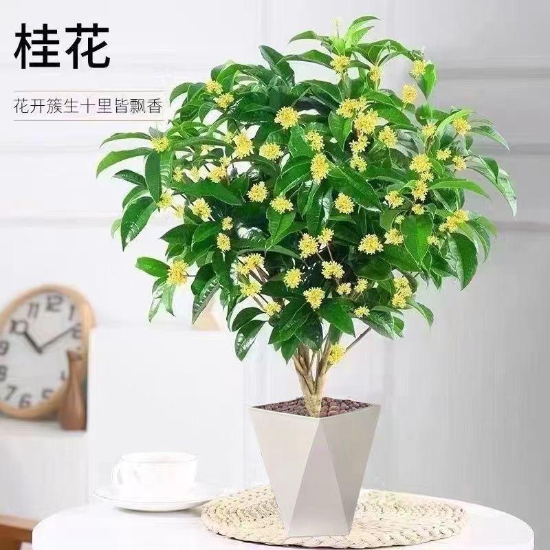 施花匠园艺