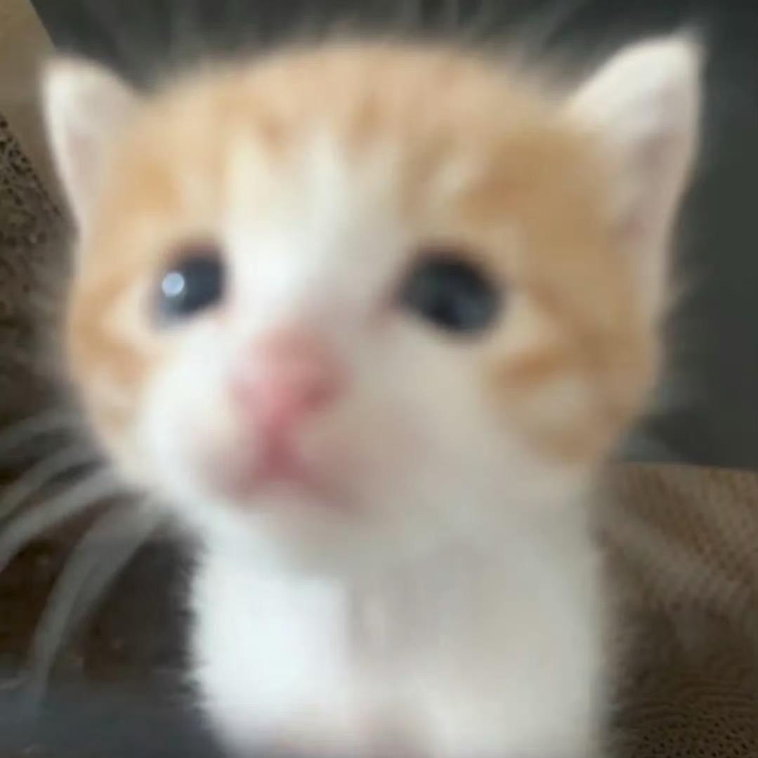 '.ㅅ '
