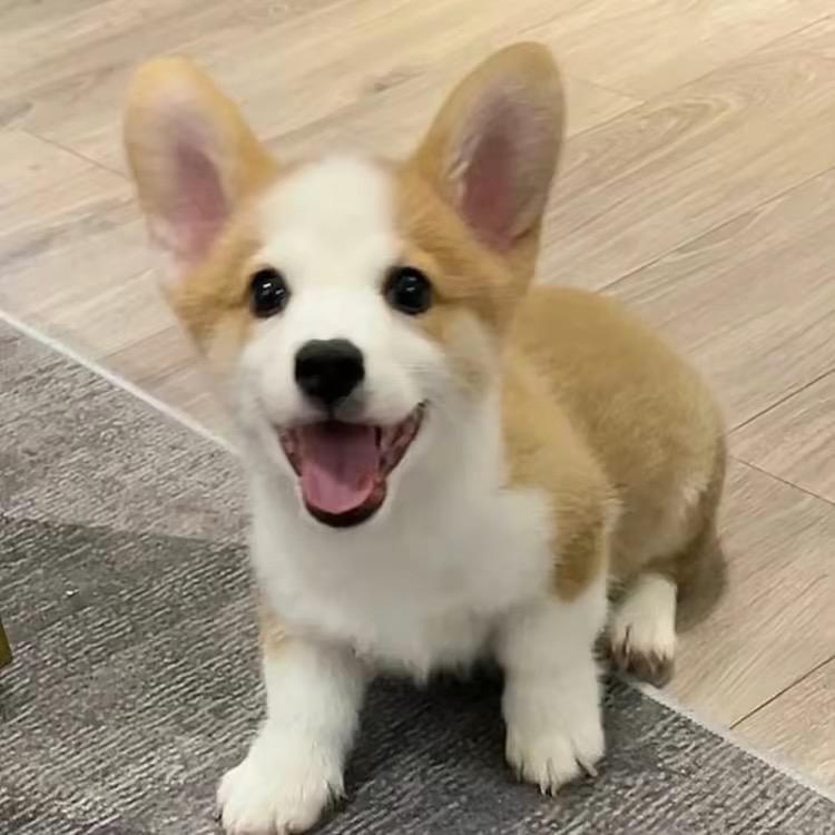 发呆呆鱼