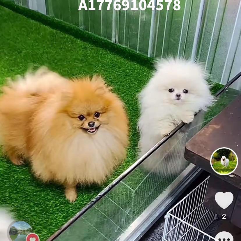 佰运小熊