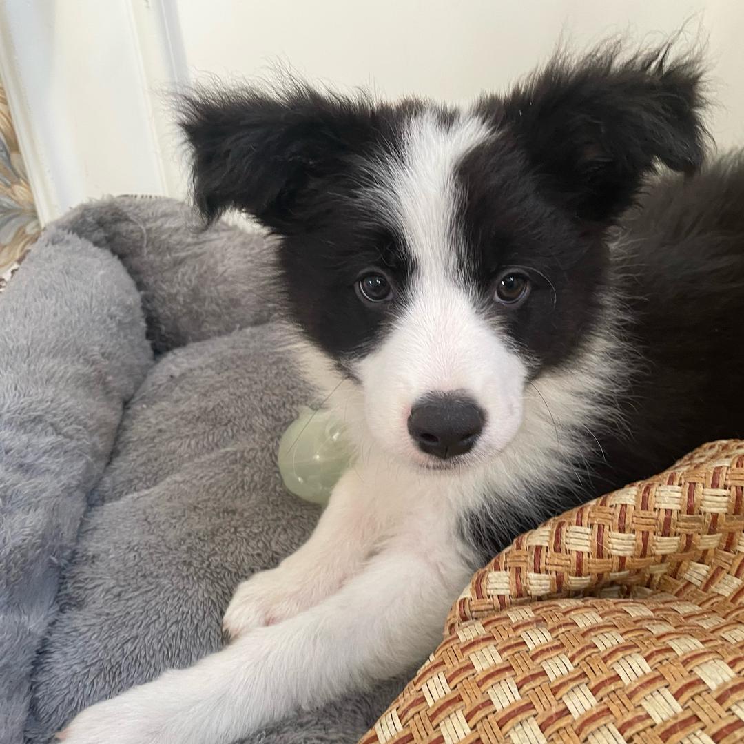 奶酪与泡芙（三角洲行动）