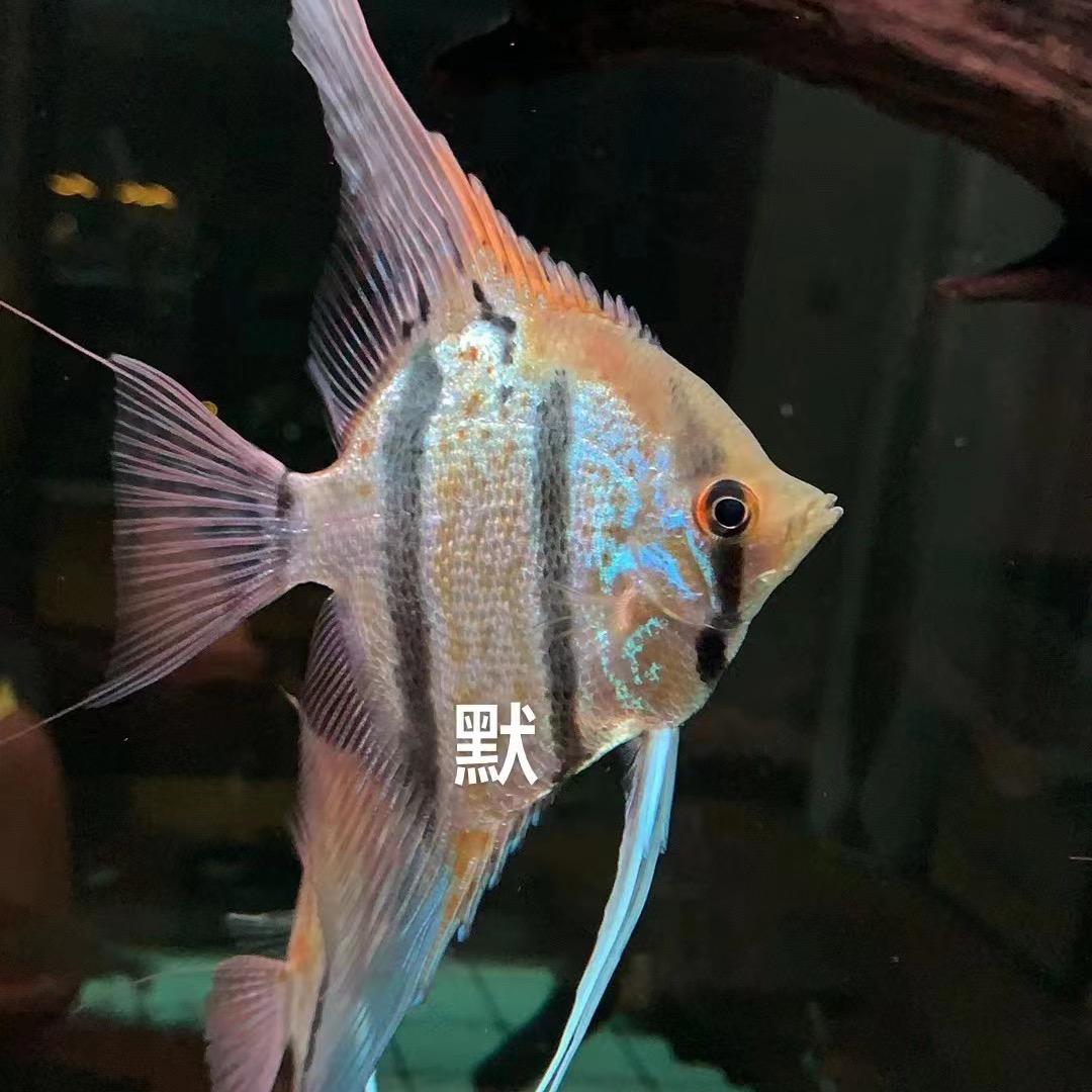 默默～埃及魔门红背甄选