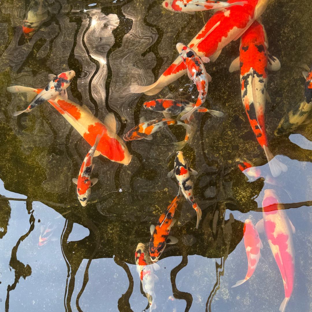 养个鲤（中和锦鲤鱼池过滤设计）