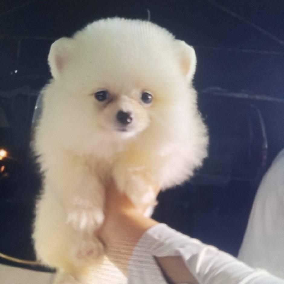 优选，精选宠物（代购）