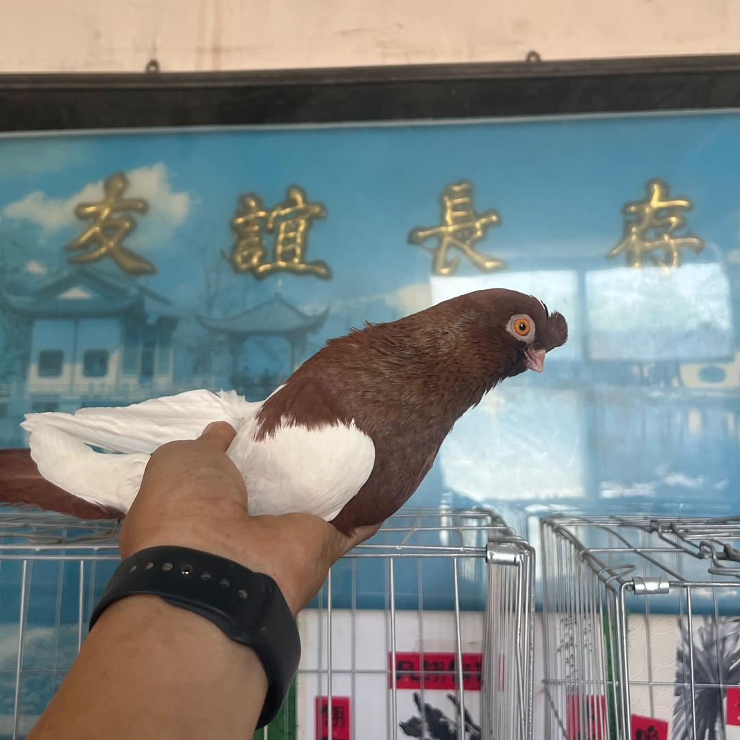 小白老国血观赏鸽舍