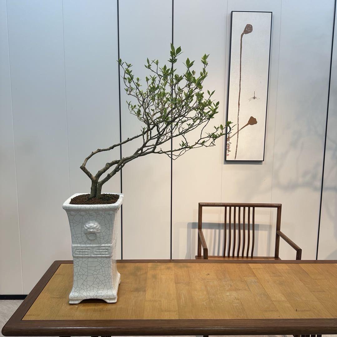 植现盆景