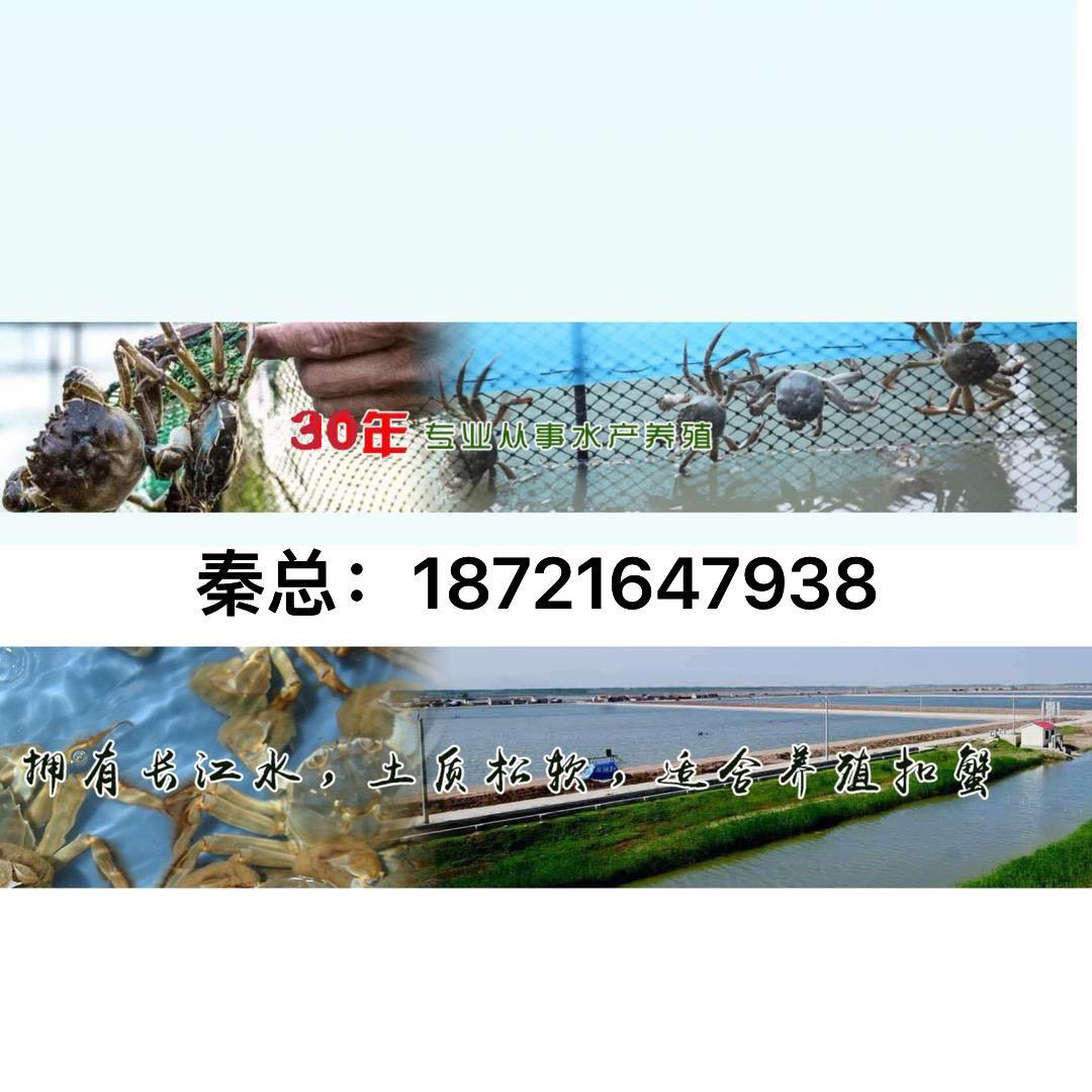 江苏秦氏蟹业精品苗种