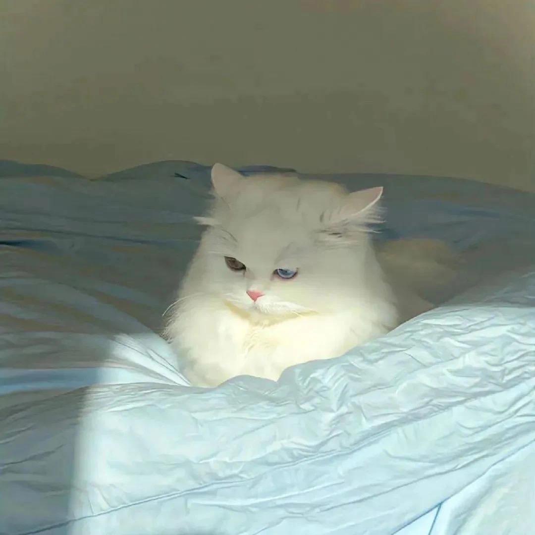 叩啦