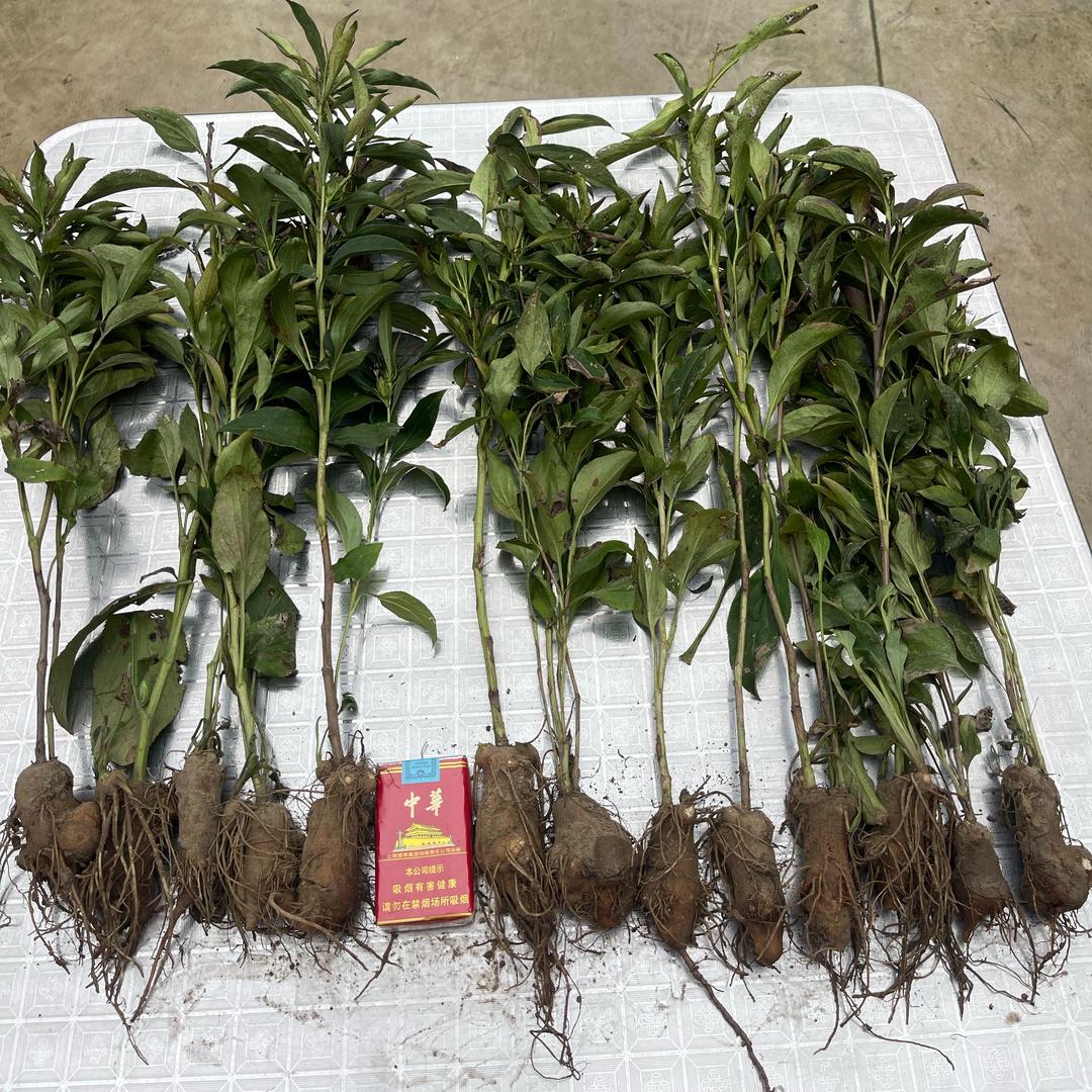 一年白术精品芽子一百亩