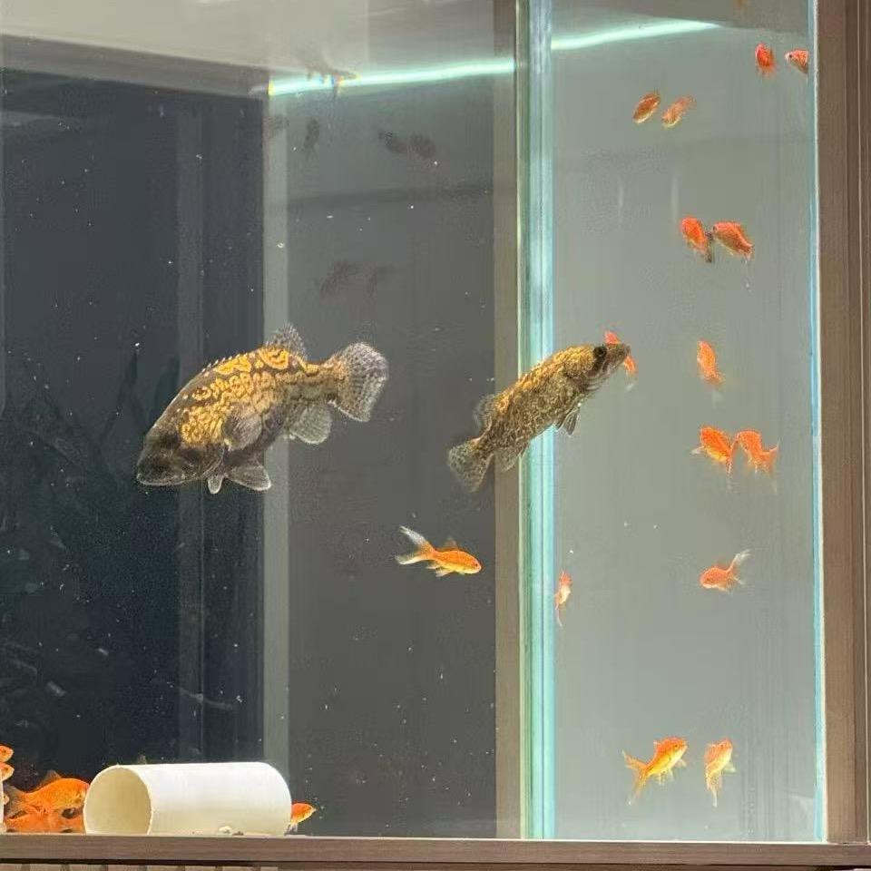 随意低调