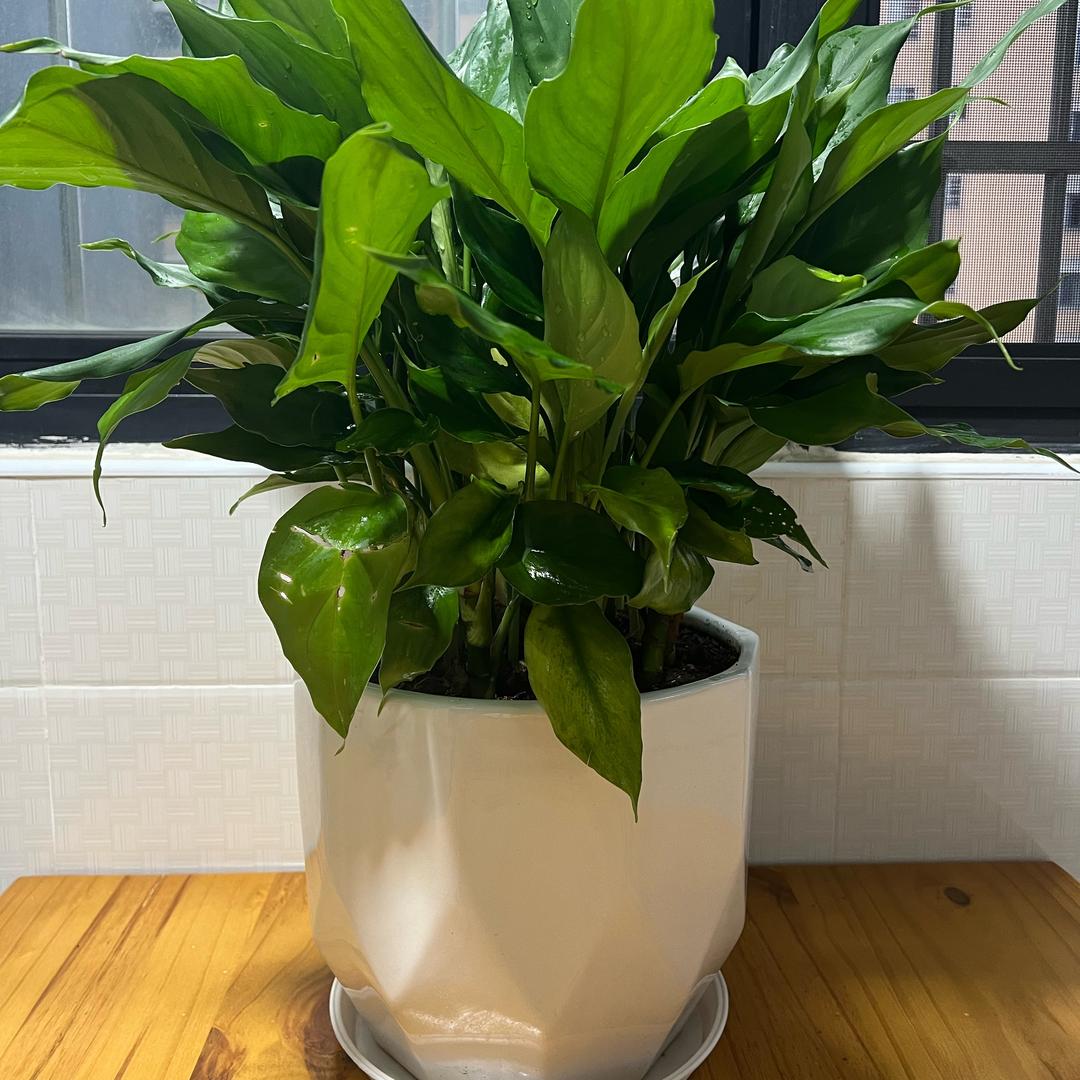 校园💯风服饰临湘大市场6厅118号