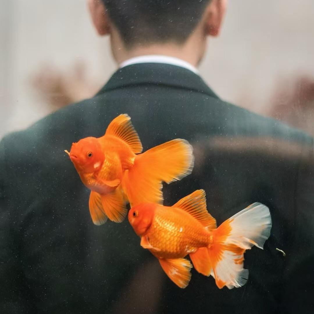 𝙁𝙐𝙇𝙄𝙉.