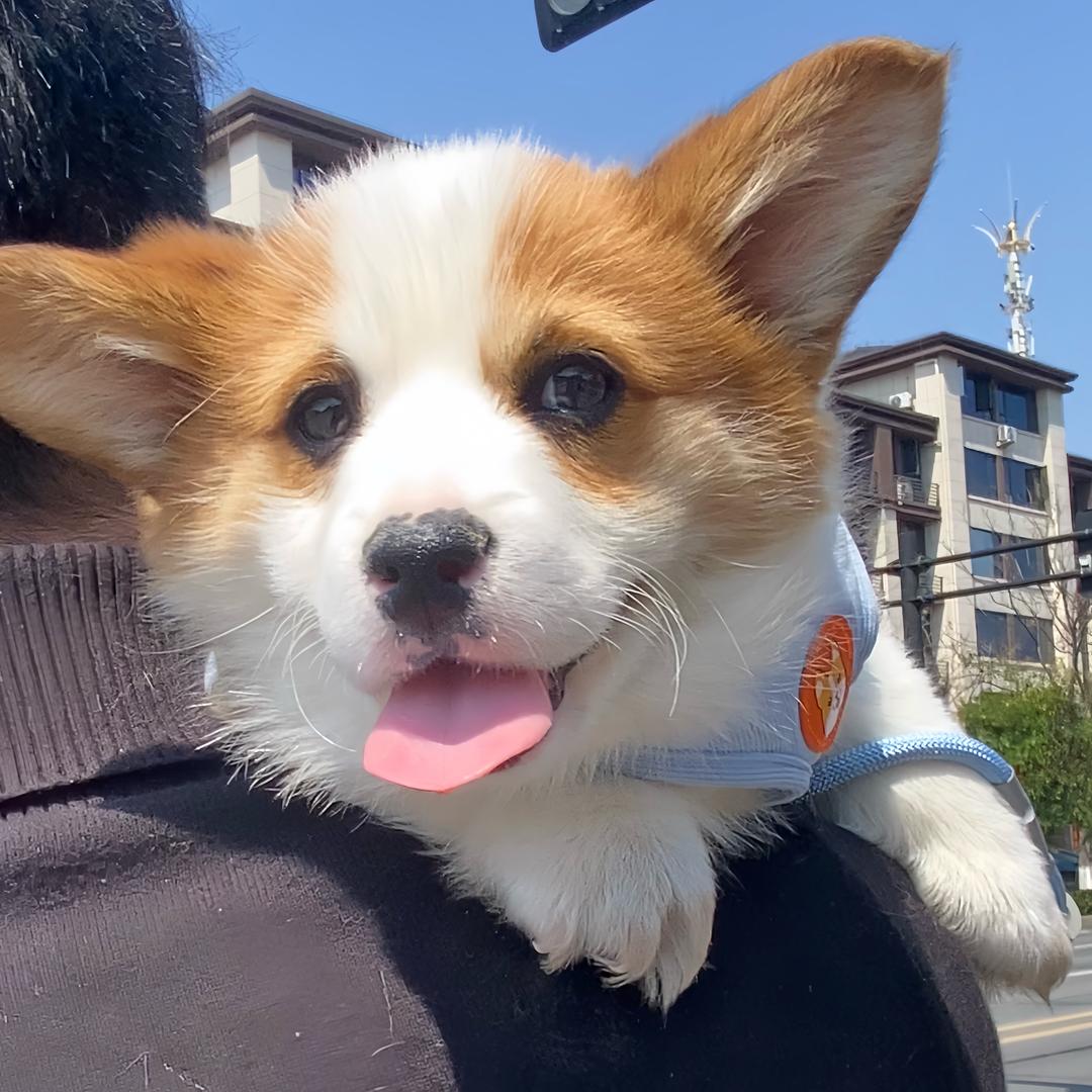 张四喜（有尾巴的调皮基）