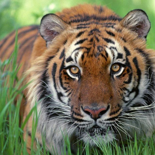 揭阳美巢雨虹徳高黑豹，立邦调色油漆