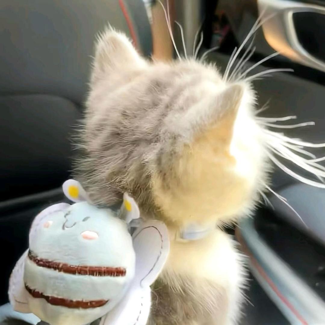 🐈