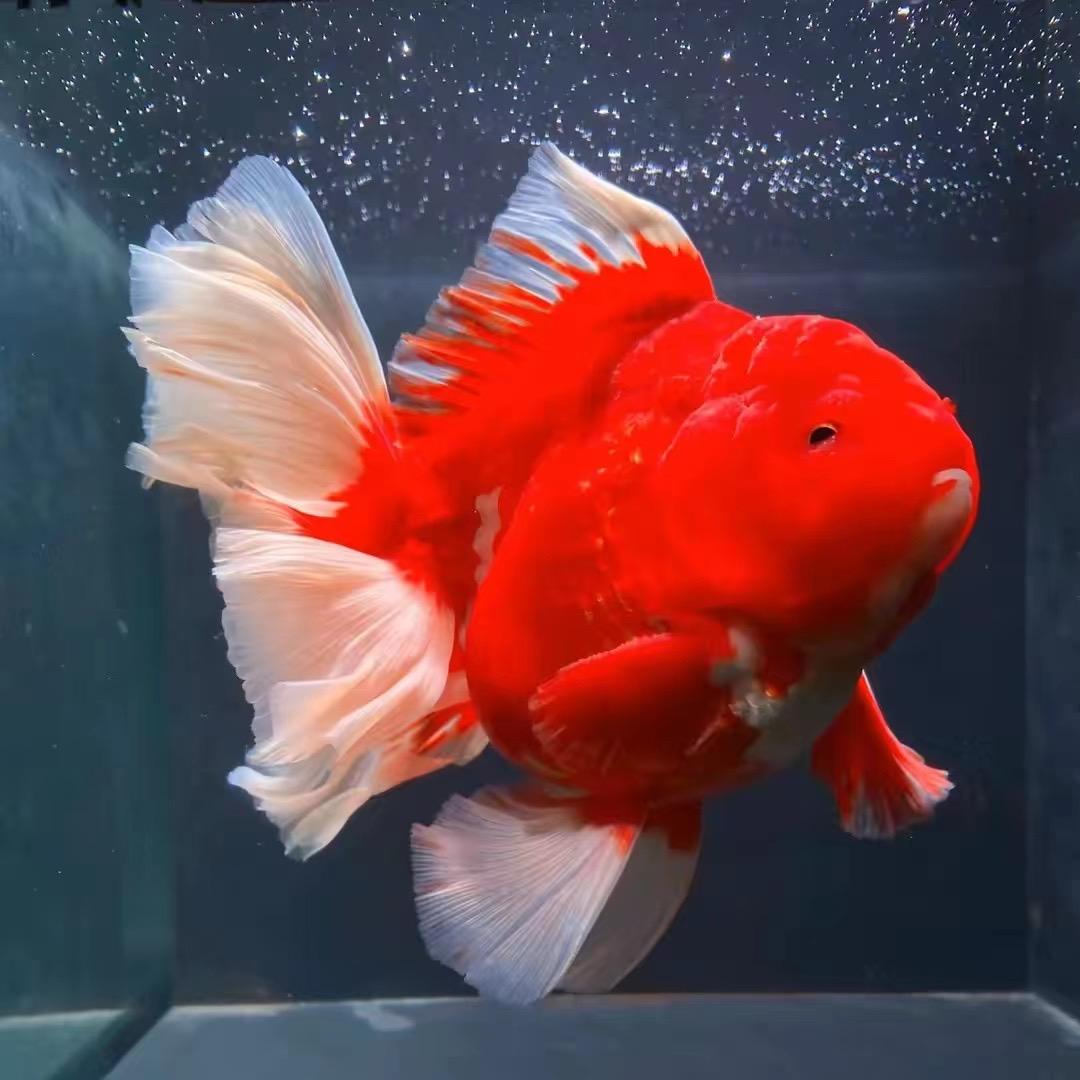 多宝精品观赏鱼