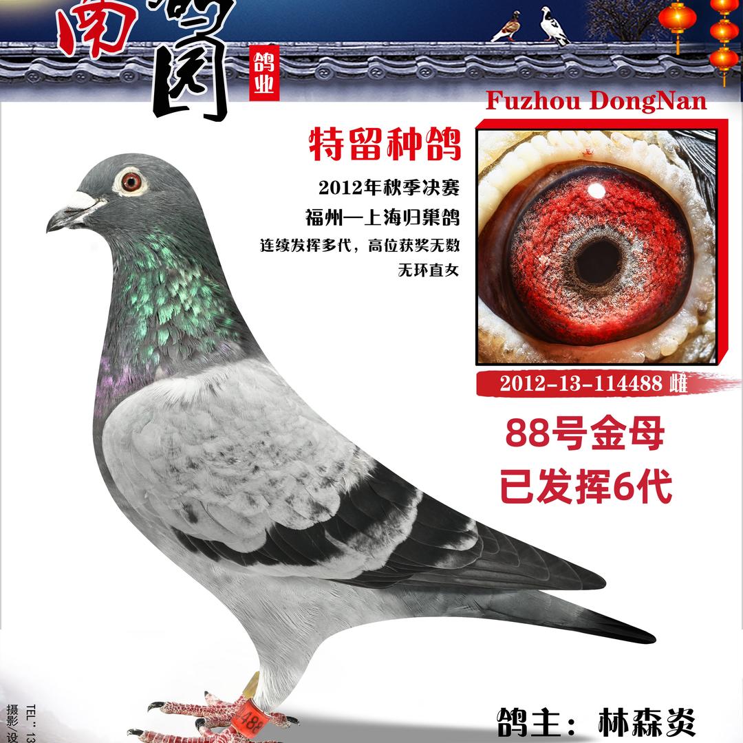 东南鸽苑（yanhua）