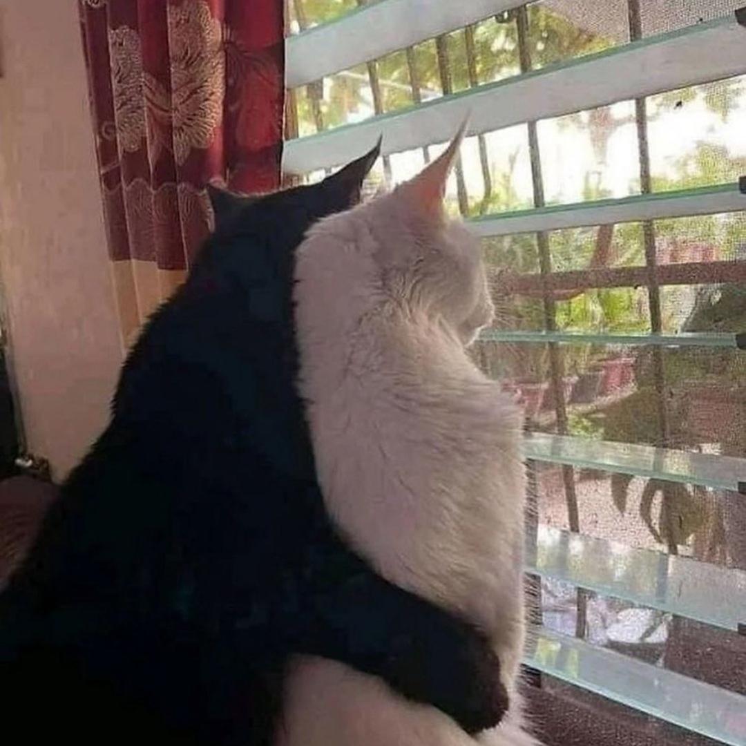 狗蛋