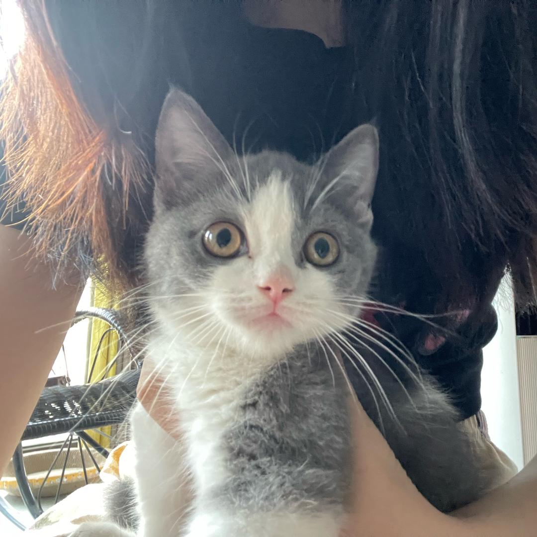奥奥🐱