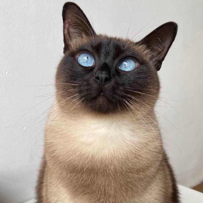 欧耶斯星宠企业仓