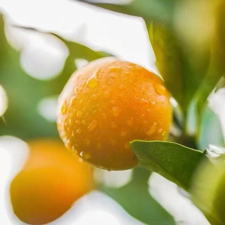 古昭农品乡间臻韵