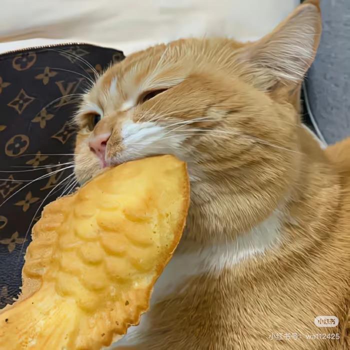 爱吃瓜的小馋猫