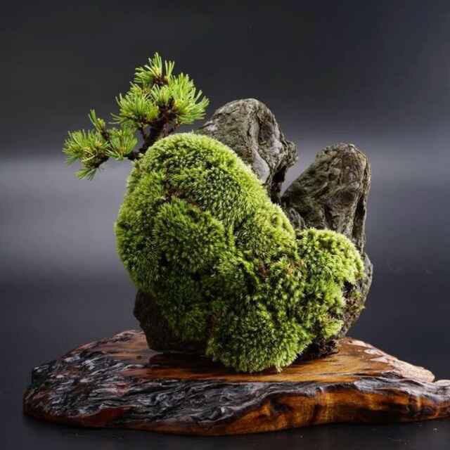 目击者