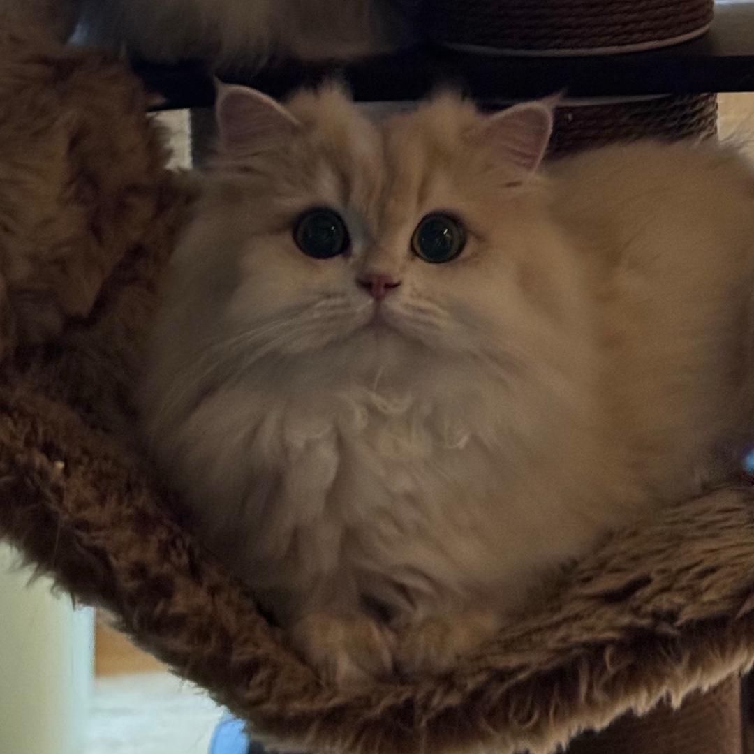ᗢᘏᓄ