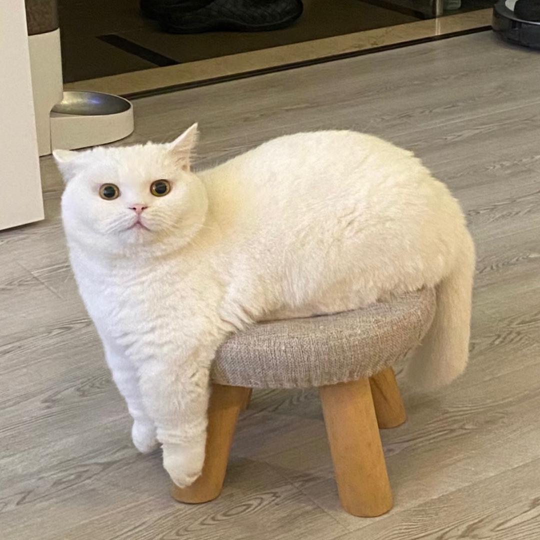 芋圆