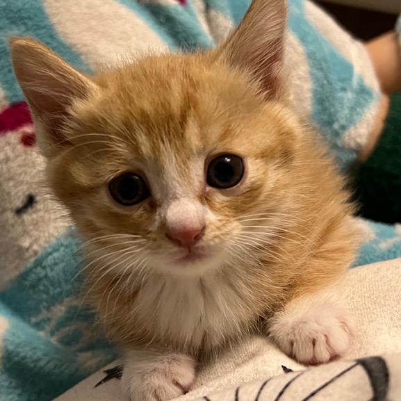 白云城主叶孤城