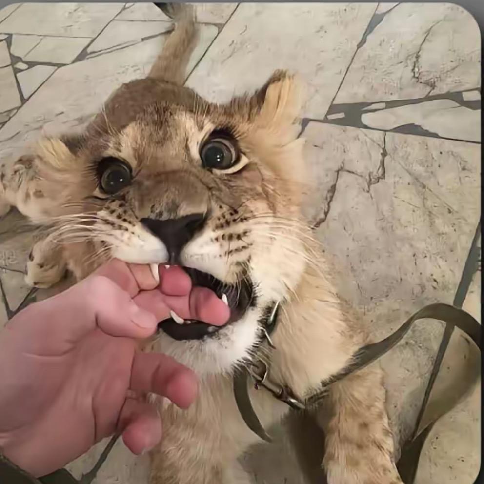 葛物顾