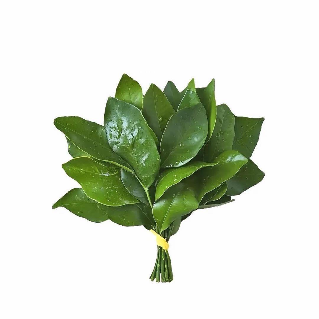 汉廷1、