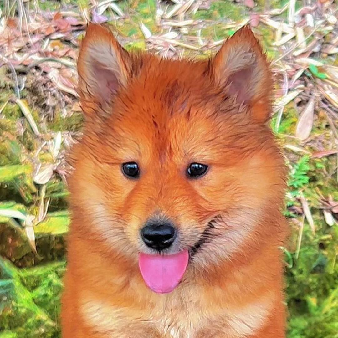 才哥田园犬
