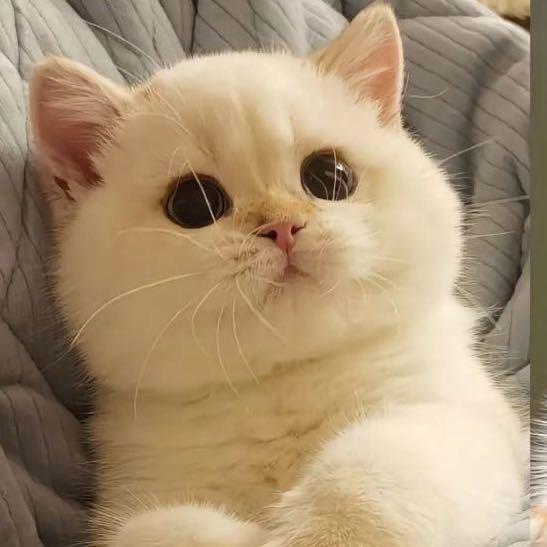 大脸猫🐹